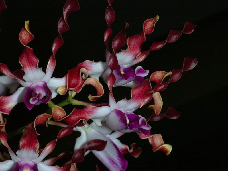 Vrste orhideja Dendrobium Koliko dugo cvjeta orhideja