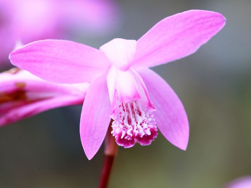 Cvijet orhideje Dendrobium Kako se brinuti za orhideju