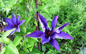 Cvjetna liana clematis