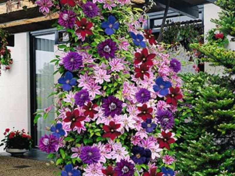 Biljka Clematis Opis biljke klematis