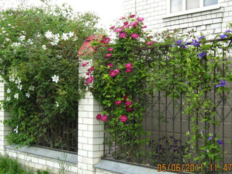 Clematis na ogradi Njega Clematisa