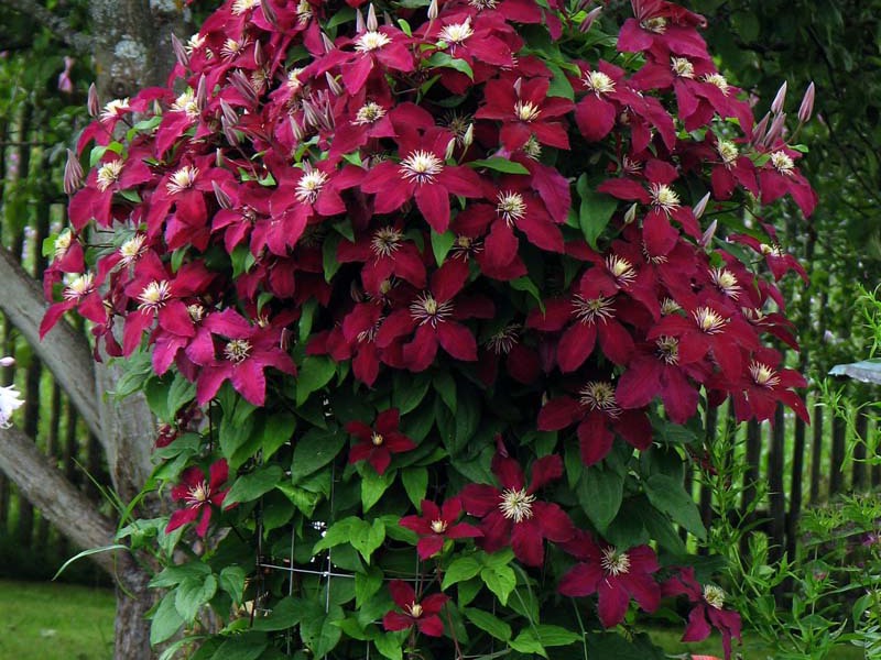 Clematis ili lijepa loza Penjačka loza