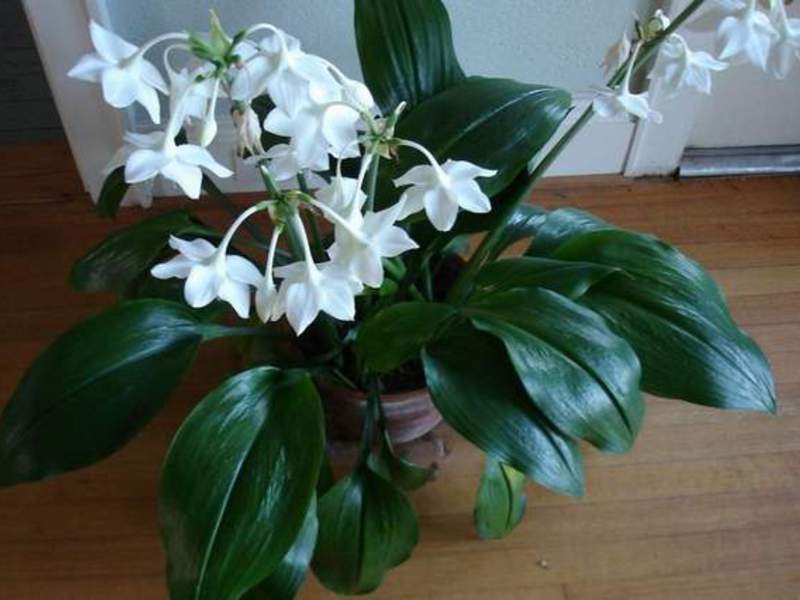 Amazonski ljiljan Štetnici Eucharis