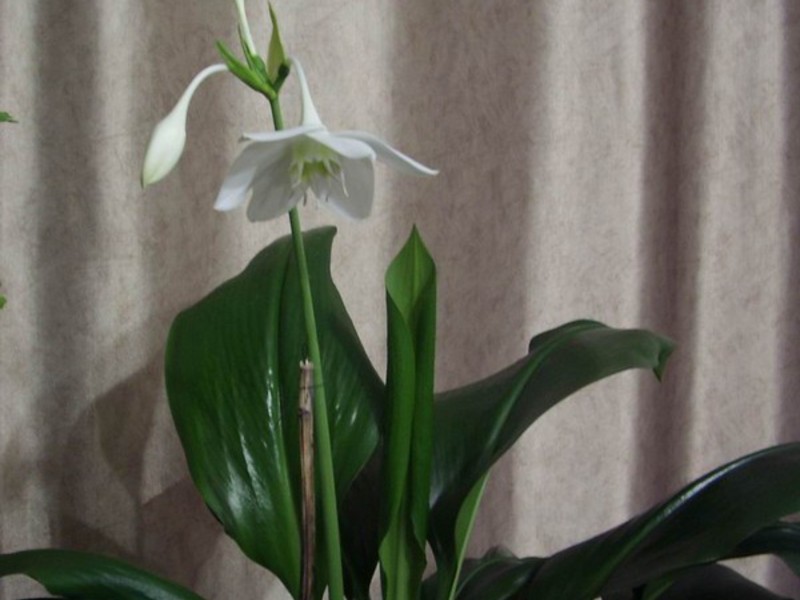 Eucharis cvijeće Cvjetajuća euharija