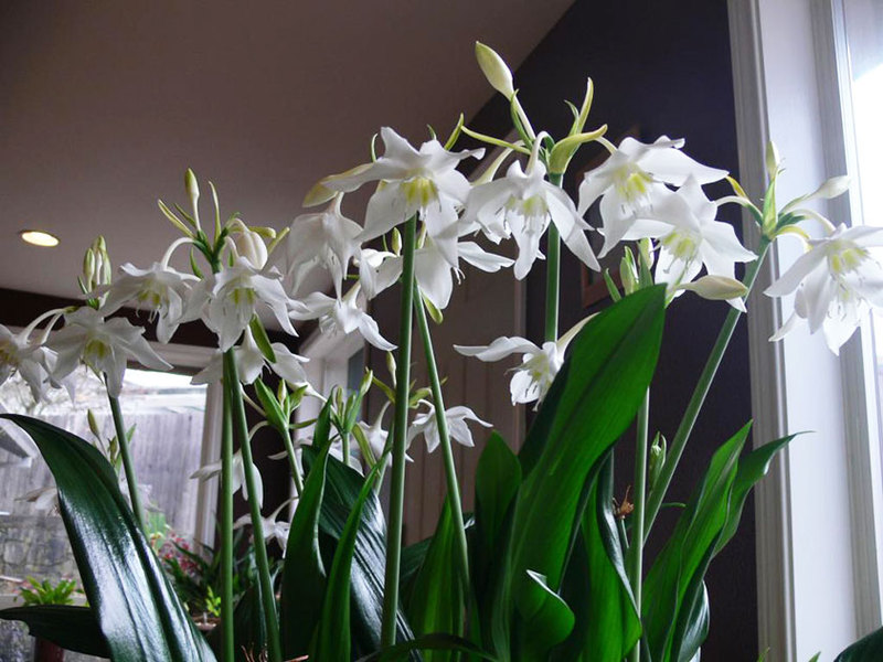 Eucharis cvatu Eucharis amazonski ljiljan