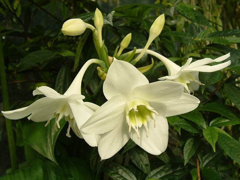 Eucharis cvijeće Briga za Eucharis kod kuće