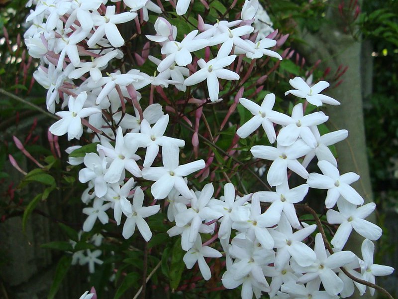 Jasmin u zatvorenom Koliko dugo cvjeta jasmin