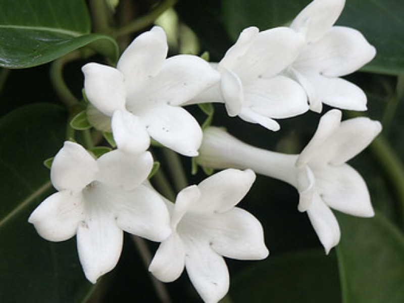 Jasminov cvat Zašto jasmin ne cvjeta