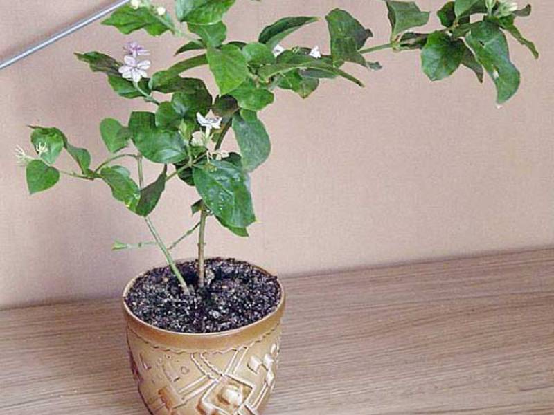 Jasmin u zatvorenom Domaće sorte jasmina