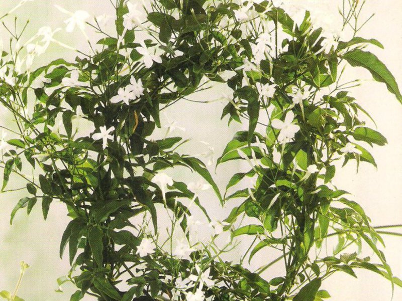 Sobna biljka jasmin Kako se brinuti za domaći jasmin