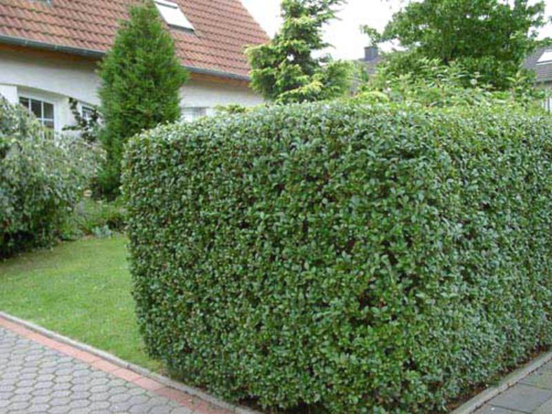 Uobičajena peršun Privet štetočine