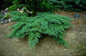 Stjenovita kleka