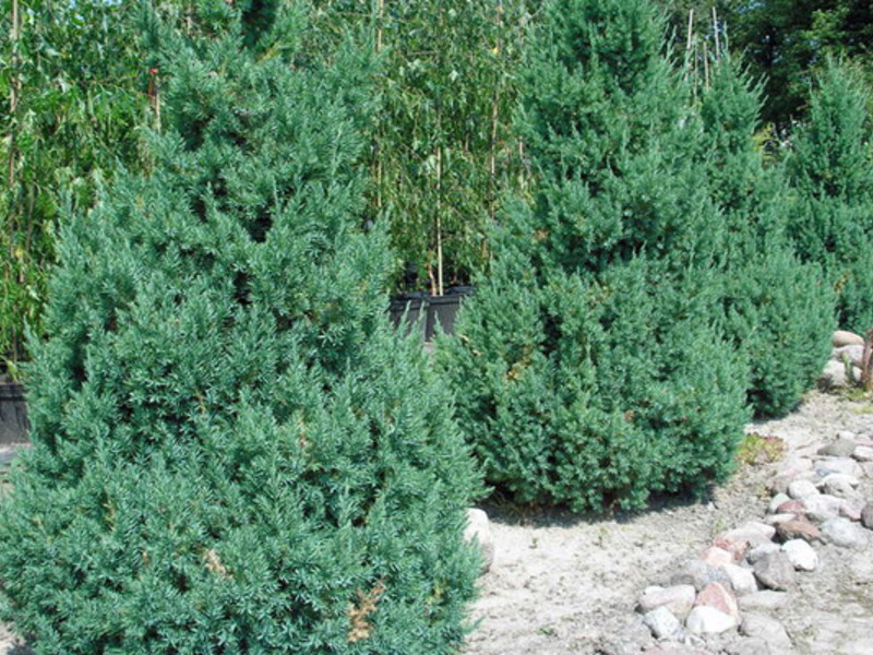 Koje su vrste smreke Juniper Cossack