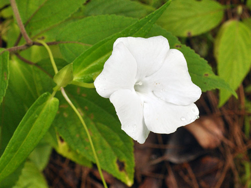 Bijela tunbergia Thunbergia bijela