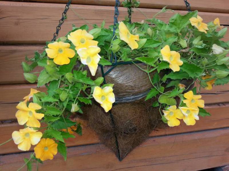 Thunbergia u blizini kuće Thunbergia ukrašava kuću