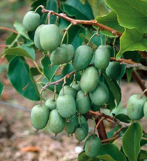 Actinidia - korisna svojstva i recepti