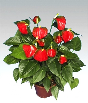 Anthurium kako se brinuti