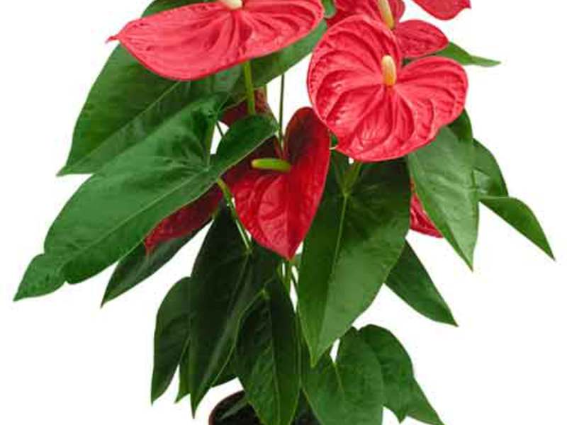 Anthurium kako se brinuti Uobičajeno zatvoreno cvijeće