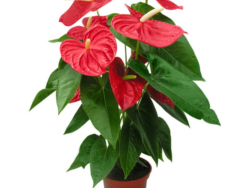 Anthurium je jedna od najpoznatijih tropskih vrsta Anthurium je jedna od najpoznatijih tropskih vrsta