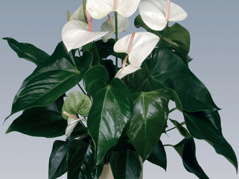 Njega cvijeta anthurium Anthurium andre