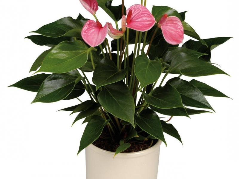 Kako zadržati cvijet anthuriuma Sobni anthurium