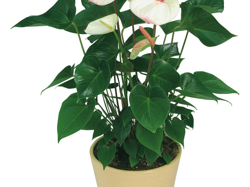 Anthurium kako se brinuti Kako se brinuti za vodljivi anthurium