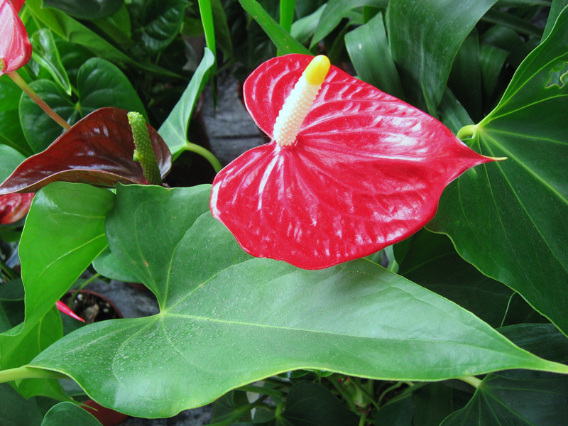 Anthurium je jedno od najpoznatijih cvjetova Opis cvijeta anthurium
