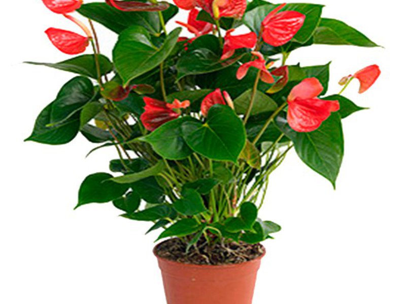 Anthurium andre Sadnja i uzgoj anthuriuma