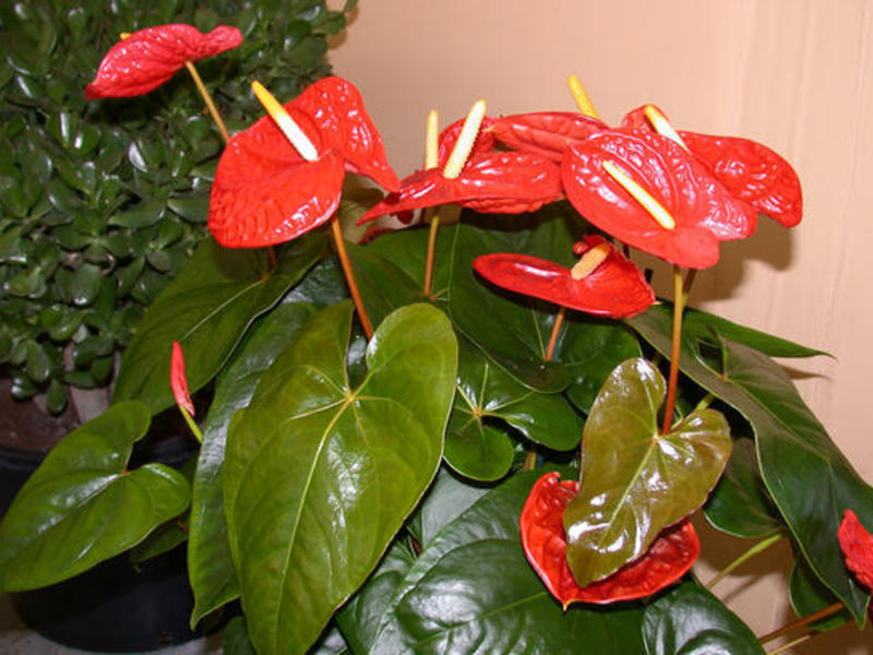 Anthurium kako se brinuti Anthurium kako se brinuti za cvijet
