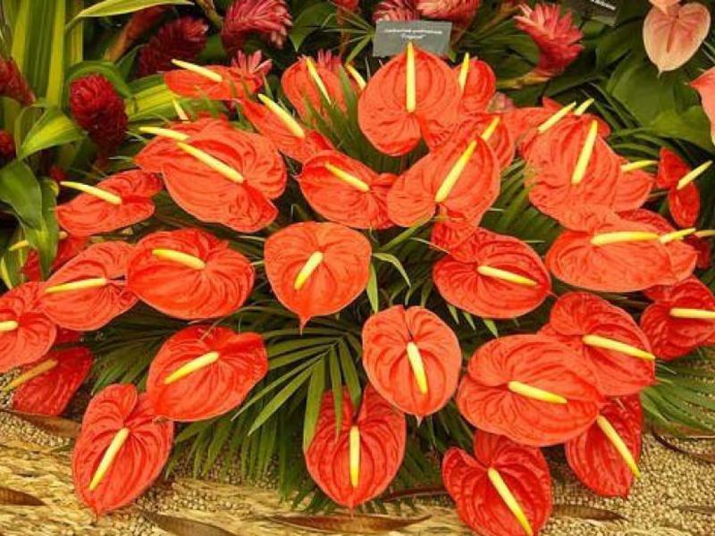Cvjetajući anthurium Anthurium andre