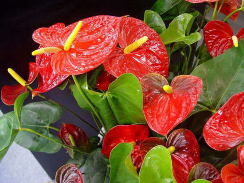 Kako raste anthurium Biljka Anthurium u kući