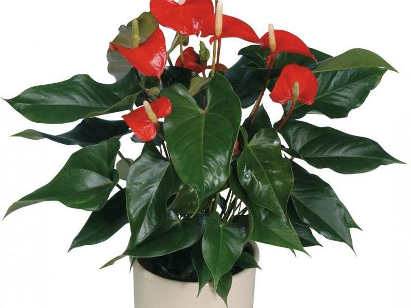 Kako uzgajati anthurium Posebna briga za anthurium