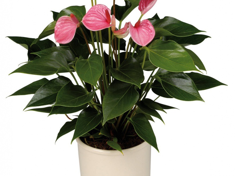 Opis cvijeta anthurium Koliko dugo cvjeta anthurium