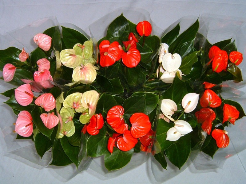 Muški cvijet anthurium. Anthurium je jedna od najpoznatijih tropskih vrsta
