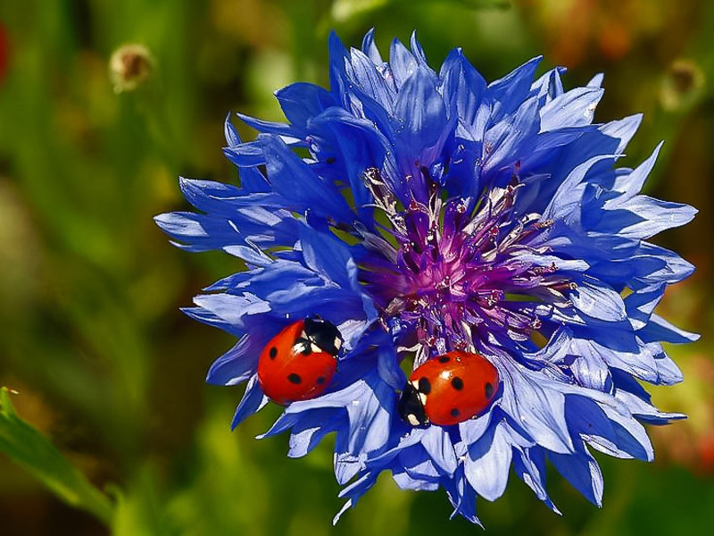 Chagallov kukurijek Cornflowers u vrtu