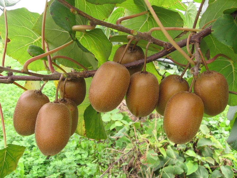 Što je Actinidia marelica Svojstva marelice Actinidia