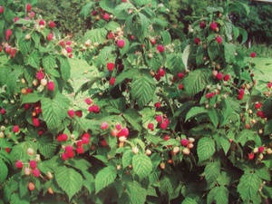 Maline