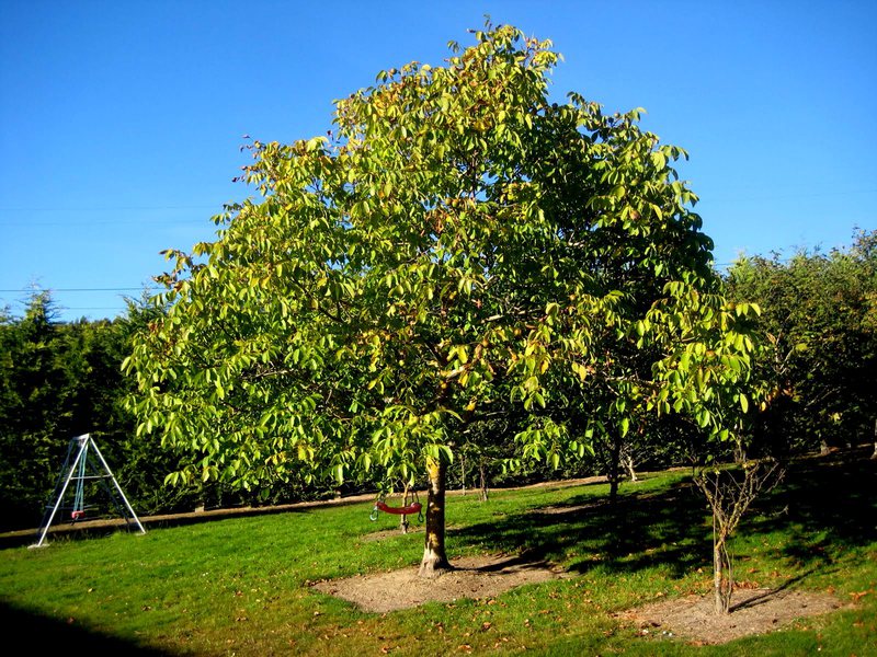 Orah Biljka oraha