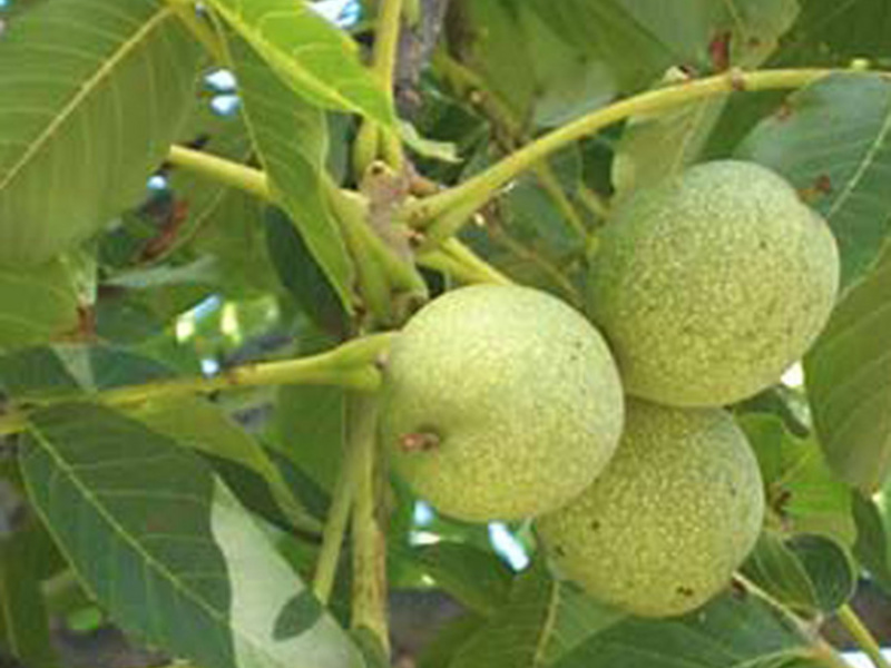 Orah Orah: uzgoj i njega