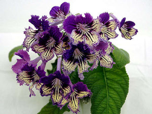 Streptocarpus biljne sorte