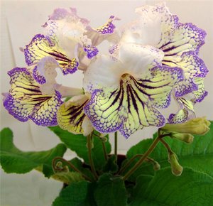 Streptocarpus i njegove vrste