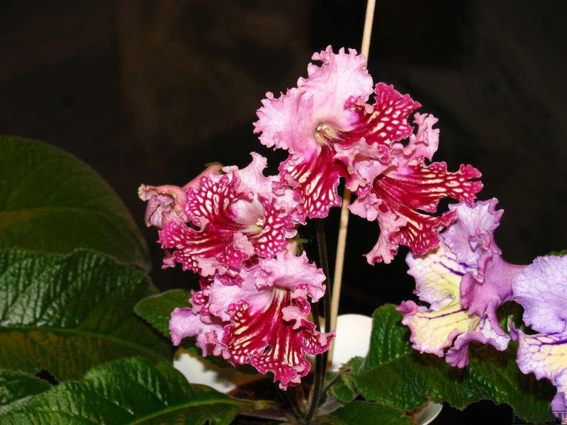 Streptocarpus - prekrasno cvijeće Sorte mirisnog streptokarpusa