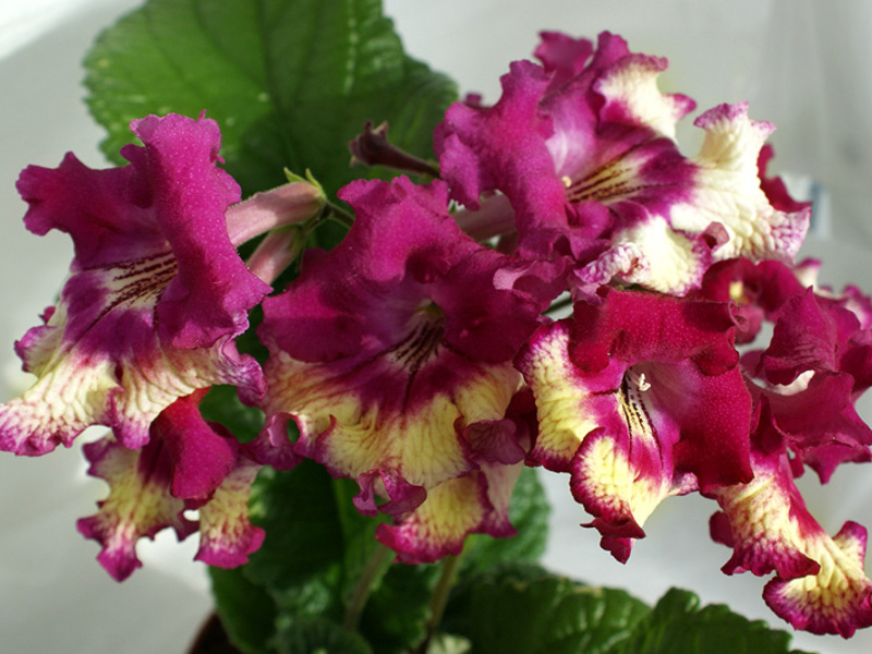 Streptocarpus Prada Streptocarpus - prekrasan