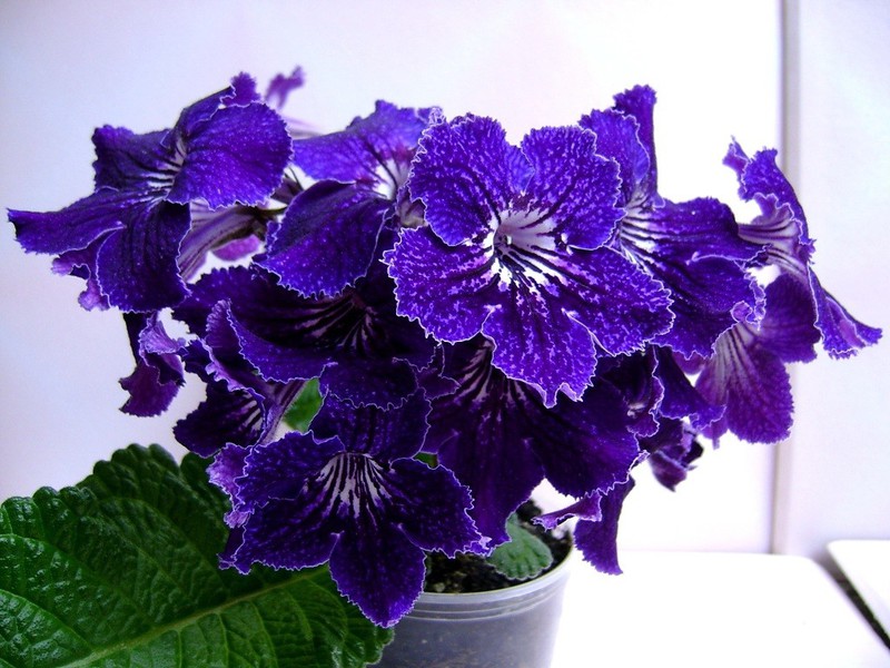 Streptocarpus je lijep i nezahtjevan kućni cvijet Nepretenciozan cvjetni streptokarpus
