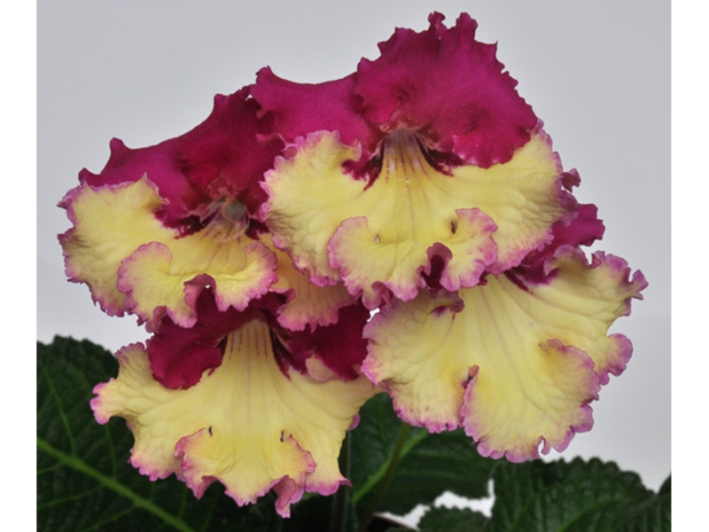Streptocarpus žuta Kako se brinuti za streptokarpus