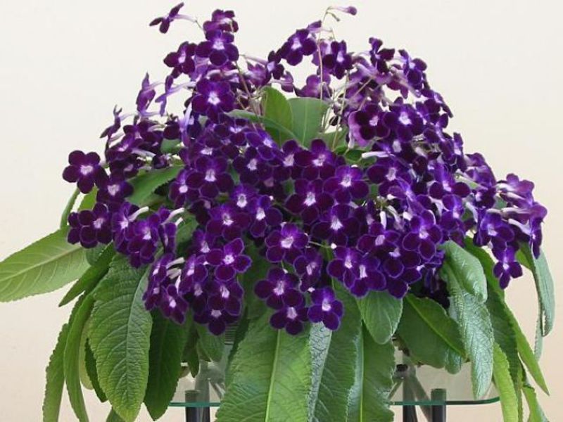 Višegodišnji streptokarpus Sorte mirisnog streptokarpusa