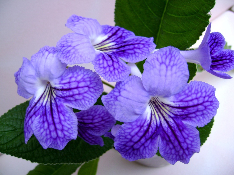 Njega streptokarpusa Streptocarpus, sorta cvijeta