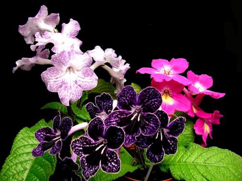 Streptocarpus vlastite selekcije Kako se uzgaja cvijet streptokarpusa