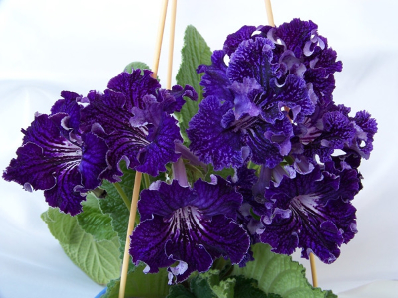 Sorte mirisnog streptokarpusa Izgled biljke Streptocarpus