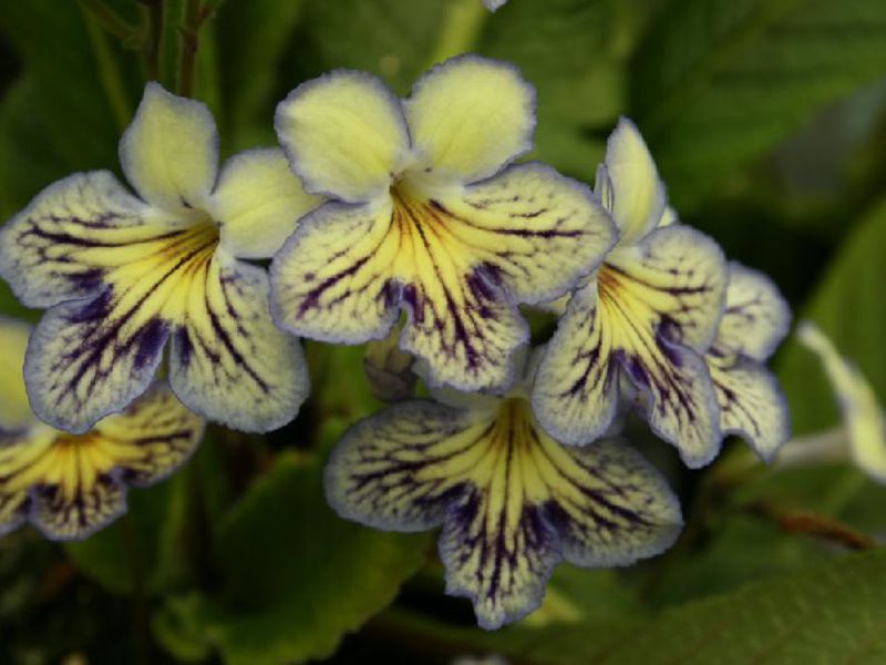 Njega streptokarpusa je jednostavna Kako saditi streptokarpus